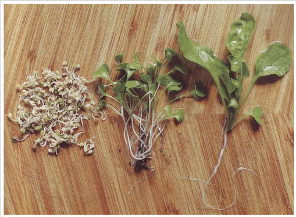 Three growth stages: sprout, microgreen, mature vegetable